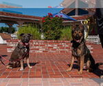 Small #5 German Shepherd Dog Mix