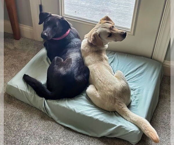 Medium Photo #3 Labrador Retriever-Unknown Mix Puppy For Sale in Minneapolis, MN, USA