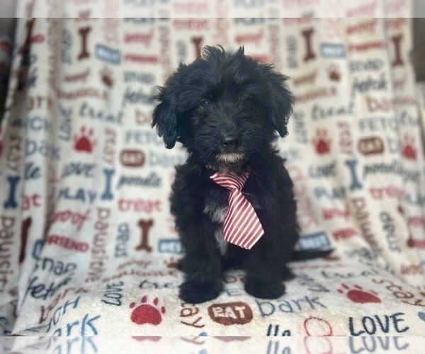 Medium Photo #5 Aussiedoodle Miniature  Puppy For Sale in LAKELAND, FL, USA