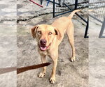 Small #9 Labrador Retriever Mix