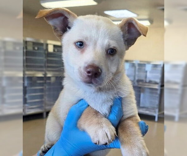 Medium Photo #1 Mutt Puppy For Sale in Fremont, CA, USA