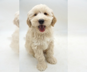 Goldendoodle (Miniature) Puppy for Sale in EASLEY, South Carolina USA