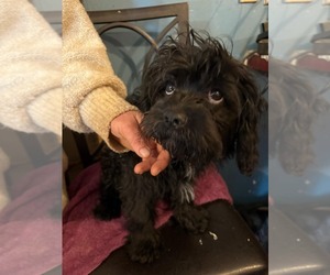 Cavapoo Puppy for sale in CANDLER, NC, USA