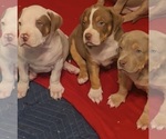Small #3 American Bully