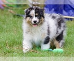 Puppy AKC Pineapple Australian Shepherd