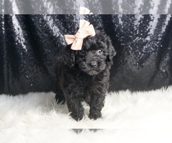 Medium Photo #5 Poodle (Toy) Puppy For Sale in WARSAW, IN, USA