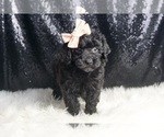 Small #4 Poodle (Toy)
