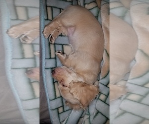 Mother of the Dachshund puppies born on 09/24/2025