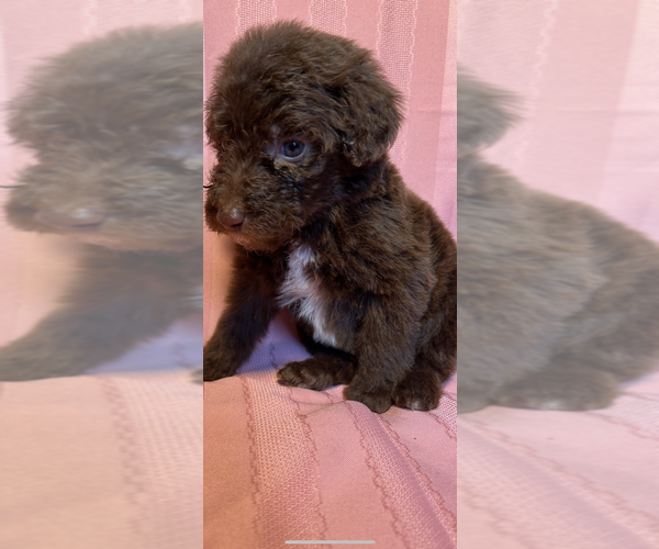 Medium Photo #2 Poodle (Standard) Puppy For Sale in HARLAN, KY, USA
