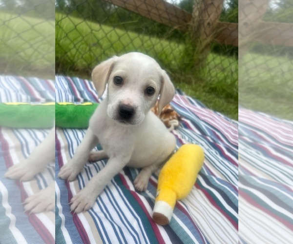 Medium Photo #2 Bulldog-Labrador Retriever Mix Puppy For Sale in Tarrytown, GA, USA