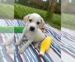 Small #1 Bulldog-Labrador Retriever Mix