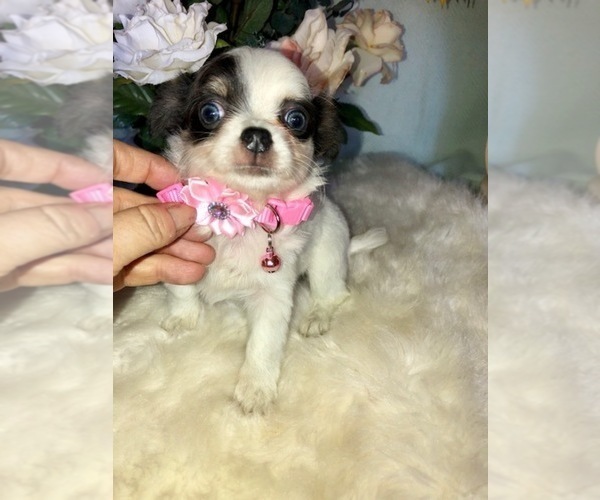 View Ad Chihuahua Puppy for Sale near California, TRACY
