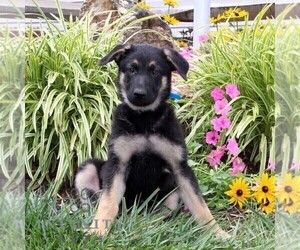 German Shepherd Dog Puppy for sale in STEWARTSTOWN, PA, USA