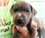 Small Labrador Retriever Mix