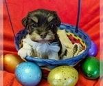 Small #11 Havanese