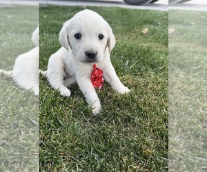Labrador Retriever Puppy for sale in STRASBURG, CO, USA