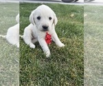 Small Labrador Retriever