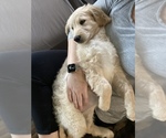 Puppy 0 Goldendoodle