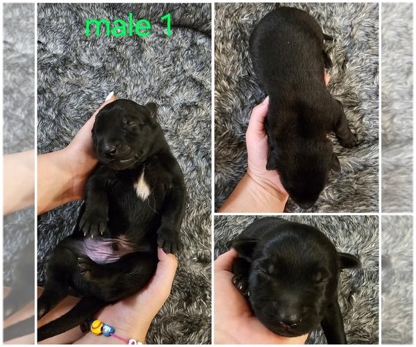 Medium Photo #2 Belgian Malinois Puppy For Sale in HIGHLAND, CA, USA