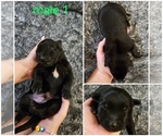 Puppy Puppy 1 Belgian Malinois
