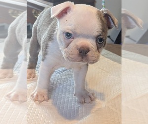 Medium Boston Terrier