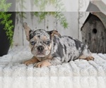 Small #4 French Bulldog