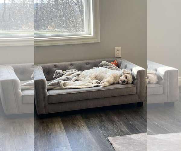 Medium Photo #2 Bichon Frise-Unknown Mix Puppy For Sale in Williamsburg, IA, USA