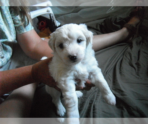 Medium Photo #9 Coton de Tulear Puppy For Sale in COLUMBIA, MO, USA