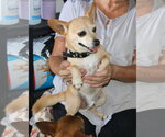 Small #1 Chihuahua Mix