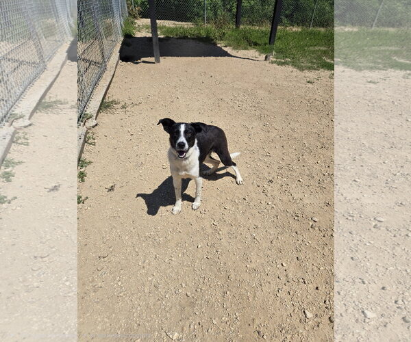 Medium Photo #1 Border Collie-Unknown Mix Puppy For Sale in Maquoketa, IA, USA