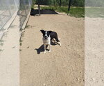 Small Border Collie Mix