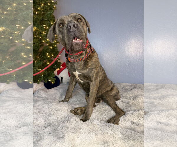 Medium Photo #7 Mutt Puppy For Sale in Goodyear, AZ, USA