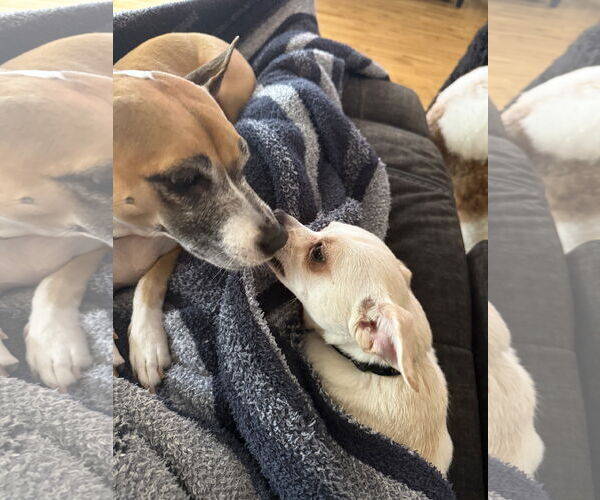 Medium Photo #4 Chihuahua Puppy For Sale in Orlando, FL, USA