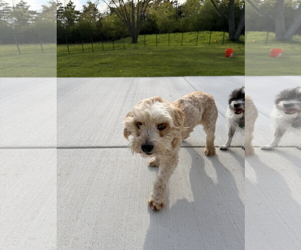 Medium Photo #8 Poodle (Miniature)-Unknown Mix Puppy For Sale in Grafton, WI, USA
