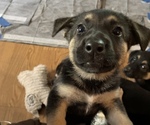 Small Photo #8 German Shepherd Dog Puppy For Sale in MERRITT IS, FL, USA