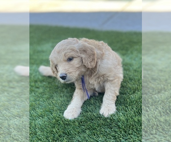 Medium Photo #15 Goldendoodle Puppy For Sale in PHOENIX, AZ, USA