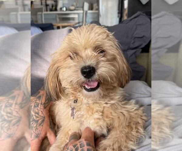 Medium Photo #4 Maltipoo (Miniature) Puppy For Sale in Oak Bluffs, MA, USA