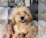 Small #3 Maltipoo (Miniature)