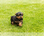 Small #3 Yorkshire Terrier