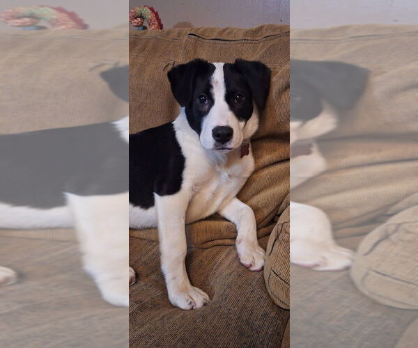 Medium Photo #10 Borador Puppy For Sale in Aurora, IN, USA