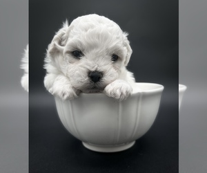 Zuchon Puppy for sale in FAIRBANK, IA, USA