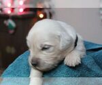Small Photo #1 English Cream Golden Retriever Puppy For Sale in BELLEFONTE, PA, USA