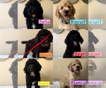 Image preview for Ad Listing. Nickname: Puppies