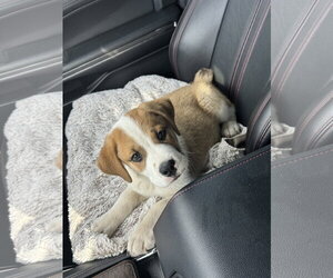 Saint Pyrenees Dogs for adoption in Fenton, MO, USA
