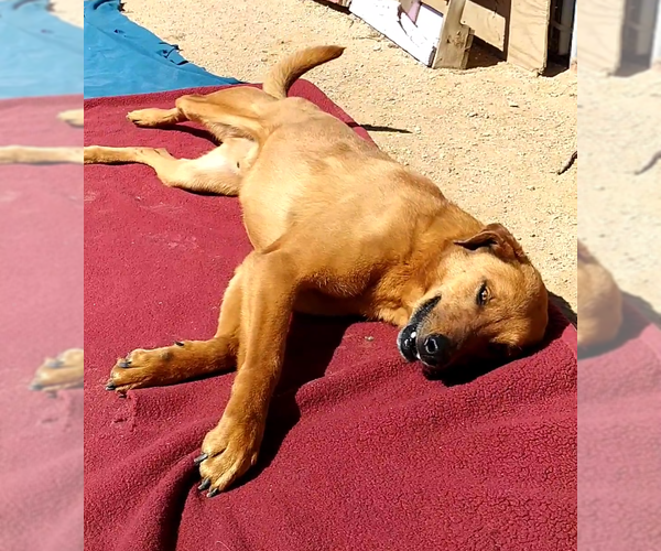 Medium Photo #5 Labrador Retriever-Unknown Mix Puppy For Sale in Apple Valley, CA, USA