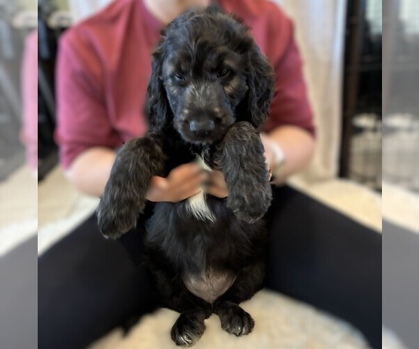 Medium Photo #23 Goldendoodle Puppy For Sale in FORT LAUDERDALE, FL, USA