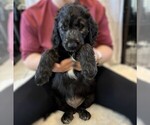 Small Photo #23 Goldendoodle Puppy For Sale in FORT LAUDERDALE, FL, USA