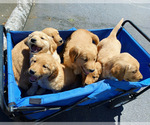 Small Photo #4 Golden Retriever Puppy For Sale in POWERS, OR, USA