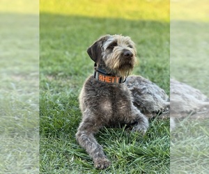 German Wirehaired Pointer Dogs for adoption in MONCKS CORNER, SC, USA