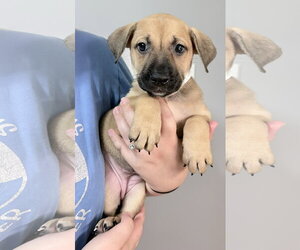 Mutt Dogs for adoption in Clarkston, MI, USA
